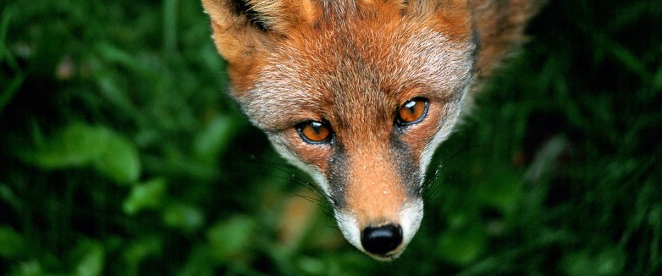 Un renard dans mon jardin