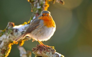 Un rouge-gorge dans mon jardin paradis
