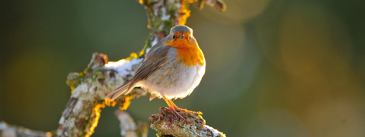 Un rouge-gorge dans mon jardin paradis