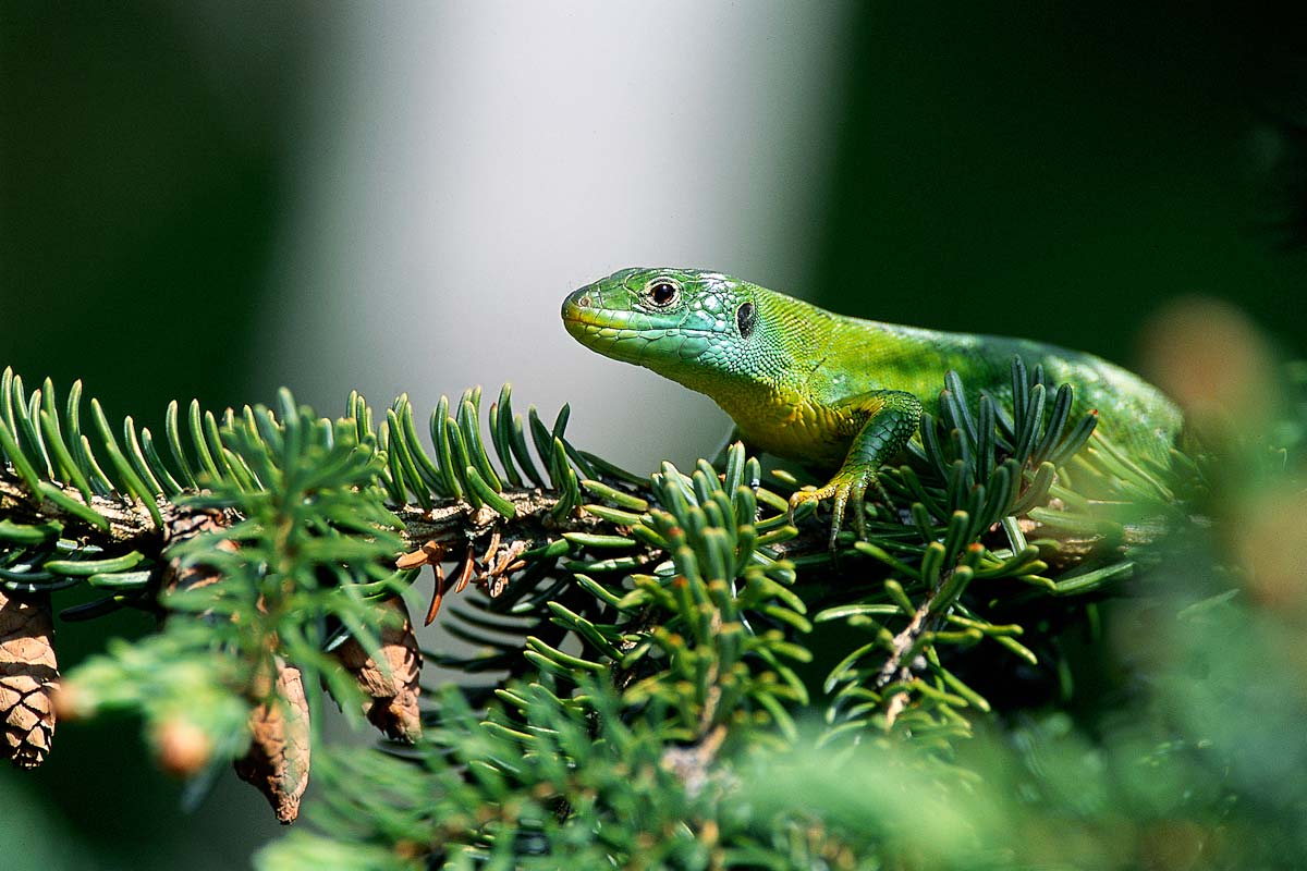 Lézard vert