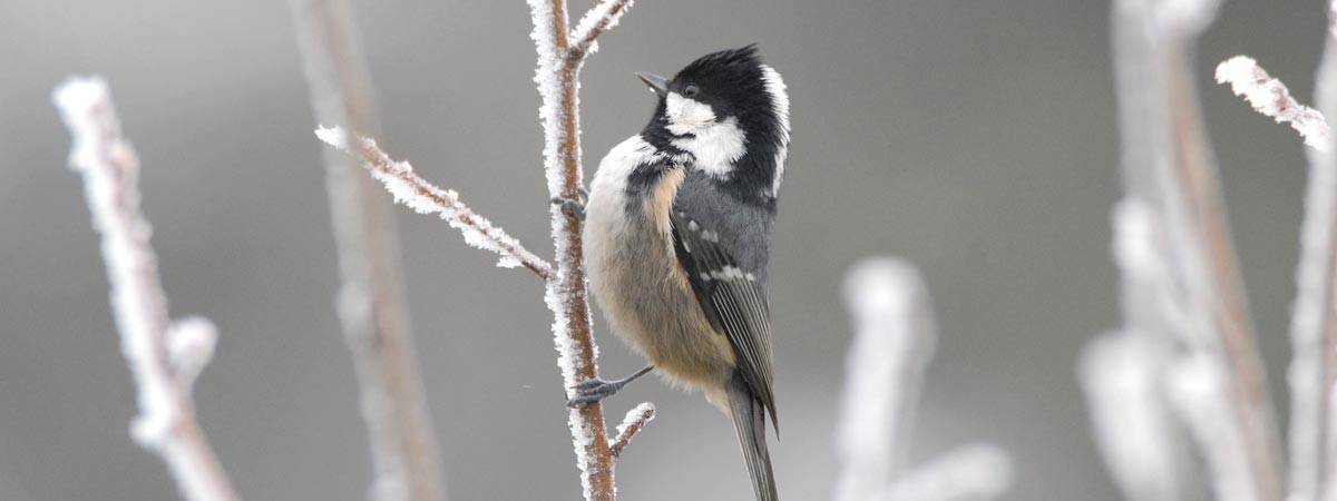 Mésange noire en hiver